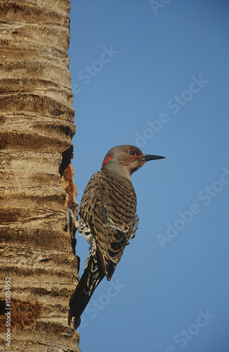Photo: Gila Woodpecker Melanerpes uropygialis on tree trunk Gila Woodpecker Melanerpes uropygialis on tree trunk