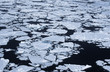 antarctica weddell sea ice floe