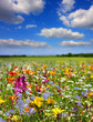 Fleurs de printemps