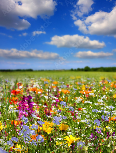 Photo: Fleurs de printemps Fleurs de printemps