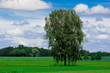 Summer green