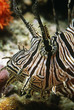 Red firefish, close-up of head