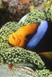 Orange-fin Anemonefish sheltering in anemone
