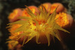 Polyps of cup coral feeding at night