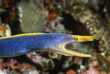 Female Ribbon Eel with mouth open, side view