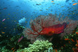 Scuba diver, Coral grouper and school of fish on coral reef