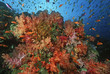 School of sea goldies amongst soft coral reef