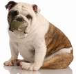 barking dog problems - english bulldog with tape on mouth