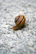 Sea Snail