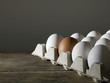 Carton of White Eggs with One Brown Egg