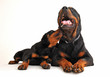 rottweiler et son chiot rottweiler et son chiot