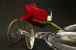 amor 39