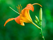 Orange lily on green background.