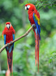 pair of scarlet macaws, costa rica pair of scarlet macaws, costa rica
