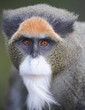 deBrazzas guenon monkey, africa deBrazzas guenon monkey, africa