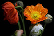 Mohnblüten