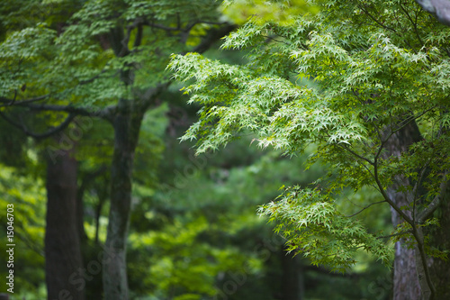 Photo: Japan, Kyoto, Tofuku-ji Temple, Maple trees Japan, Kyoto, Tofuku-ji Temple, Maple trees