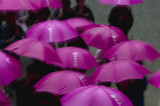 Photo: Kapan, Nikko, Tosho-gu Shinto shrine, People under purple umbrellas, elevated view Kapan, Nikko, Tosho-gu Shinto shrine, People under purple umbrellas, elevated view