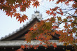 Japan, Kyoto, Tenju-an Temple roof with Japanese maple tree in foreground, Autumn
