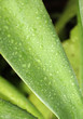 feuille d'agave sisalana