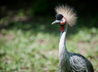 Black Crowned Crane