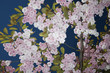 Blossoming Cherry Tree