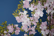 Cherry Blossoms