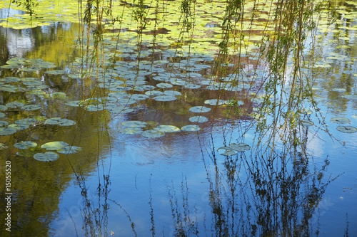 Photo: Willow Branches Over Lily Pad Covered Pond Willow Branches Over Lily Pad Covered Pond