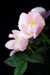 pink flowers of a dog-rose
