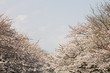 Cherry Trees in Bloom
