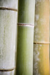 Bamboo