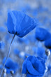사진:Blue poppies Blue poppies