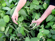 Photo: Produção de Legumes no Campo - Zucchini - Courgette Produção de Legumes no Campo - Zucchini - Courgette