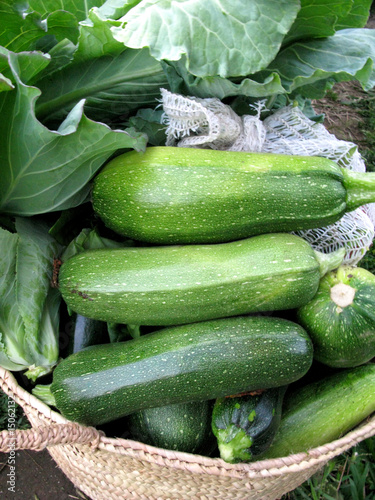 Photo: Produção de Legumes no Campo - Zucchini - Courgette Produção de Legumes no Campo - Zucchini - Courgette