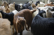 dubai uae goats for sale at shindagha market in bur dubai