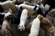 dubai uae goats for sale at shindagha market in bur dubai
