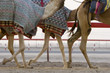 Photo: dubai uae blurred motion of camels running during training at nad al sheba camel racetrack dubai uae blurred motion of camels running during training at nad al sheba camel racetrack
