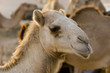 Photo: UAE, Dubai, close-up of a camel face, at a farm in the desert outside of Dubai UAE, Dubai, close-up of a camel face, at a farm in the desert outside of Dubai