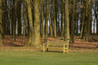 Banc isolé dans un parc arboré Banc isolé dans un parc arboré