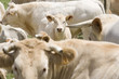 Cows in field