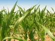 Campo di grano