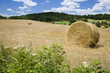 Hay bales in field