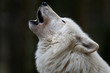 Polarwolf