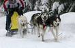 Schlittenhunderennen
