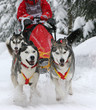 Schlittenhunderennen