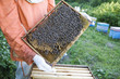 Beekeeper Holding Honeycomb with Honey Bees