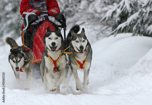 Schlittenhunderennen