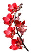 orchid isolated on white background orchid isolated on white background