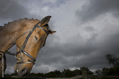 Photo: Horse's head, outdoors Horse's head, outdoors