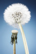 Fresh and wilted dandelion